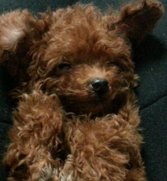 一叶梦花's avatar